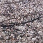 東京都心で桜が満開！新シーズンも間もなく幕開け