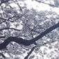 ソメイヨシノが東京で満開！新入生も間もなく合流
