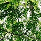 「親」とは、木から立って見ると書く。