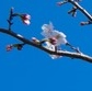 東京で開花！統計開始以来最速