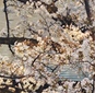 東京都心で桜が満開　