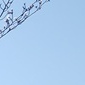 東京から桜の開花の便り
